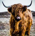 Highland Cow